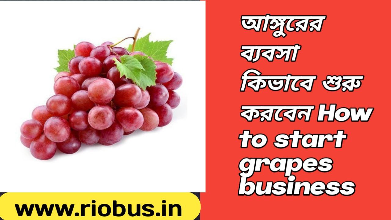 How to start grapes business